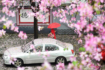 مطر الزهور في مدينة ليوتشو بجنوب غربي الصين