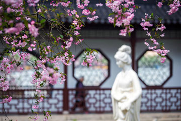 مناظر زهور بيجونيا في حديقة بمدينة نانجينغ