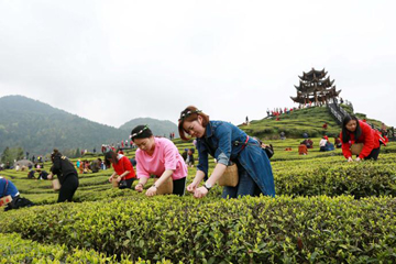 متعة قطف أوراق الشاي فى الربيع في مدينة تشونغتشينغ