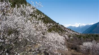 تفتح أزهار الخوخ في التبت