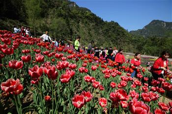 أزهار التوليب في مقاطعة هونان تجذب السياح للتمتع بجمالها