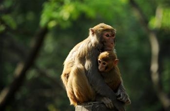القرد يزيد حيوية للحديقة في مقاطعة قويتشو بجنوب غربي الصين