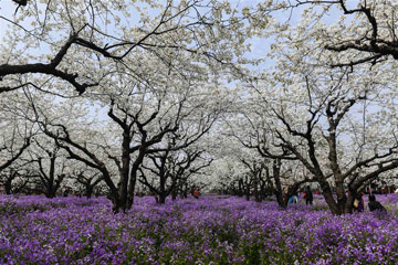 بحر الزهور الخلابة تجذب الزوار في سوتشيان بمقاطعة جيانغسو