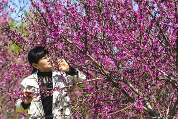 تفتح زهور الخوخ في محافظة قوتشنغ بمقاطعة خبي