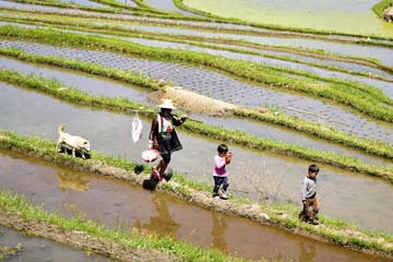 الفلاحون يقومون بزراعة شتلات الأرز في الحقول المدرجة