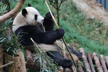 الباندا العملاقة عائدة من خارج الصين تظهر أمام الجمهور في مدينة قوييانغ