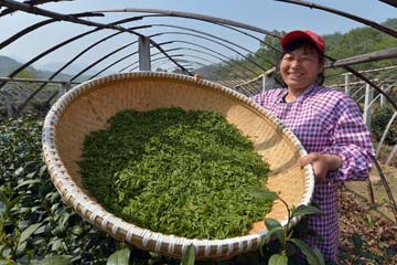 قطف أوراق الشاي الطازجة في شمالي الصين
