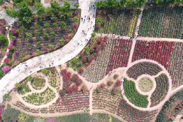 معرض الورود الصينية فى مقاطعة خنان