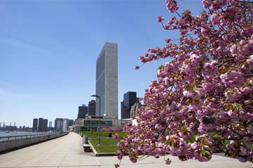 زهور الكرز الجميلة في مقر الأمم المتحدة