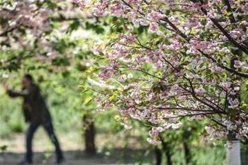 زهور الكرز الجميلة تتفتح في داليان بمقاطعة لياونينغ