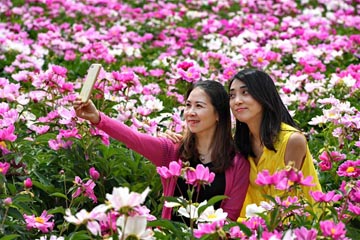 شعور بجمال زهور الفاوانيا في مقاطعة شانشي