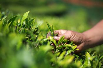 المزارعون مشغولون بحصاد أوراق الشاي في وسط الصين وجنوب غربيها