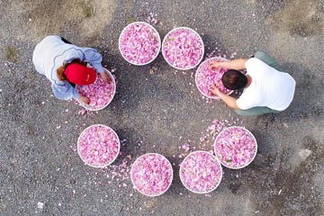 ازدهار صناعة زراعة ومعالجة الورود في شرقي الصين