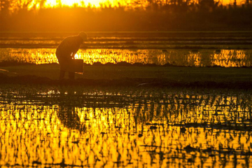مناظر حقول الأرز في وادي نهر ييلي في منطقة شينجيانغ الويغورية الذاتية الحكم