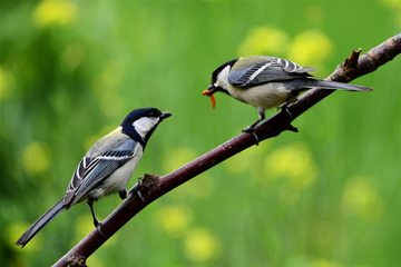 الطيور المتنوعة في أوائل الصيف في أنحاء الصين