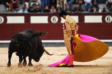 مصارعة الثيران تجري في مدريد عاصمة إسبانيا