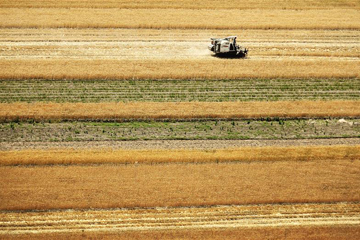 موسم حصاد القمح الصيفي يبدأ في مقاطعة شنشي