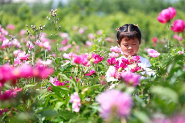 التمتع بزهور الفاوانيا العشبية الصينية فى مقاطعة شاندونغ