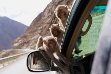 جنة القرود البرية في المنطقة الجنوبية بالتبت