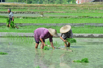 الفلاحون يقومون بزراعة شتلات الأرز في قوانغشي جنوب الصين