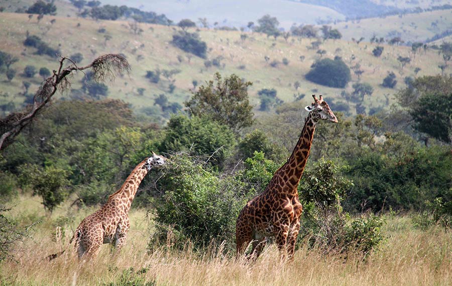 حديقة أكاجيرا الوطنية للحيوانات البرية في رواندا