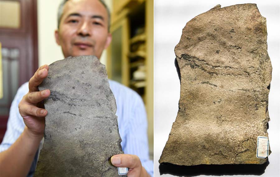 اكتشاف أقدم مسارات الأحافير في العالم بوسط الصين