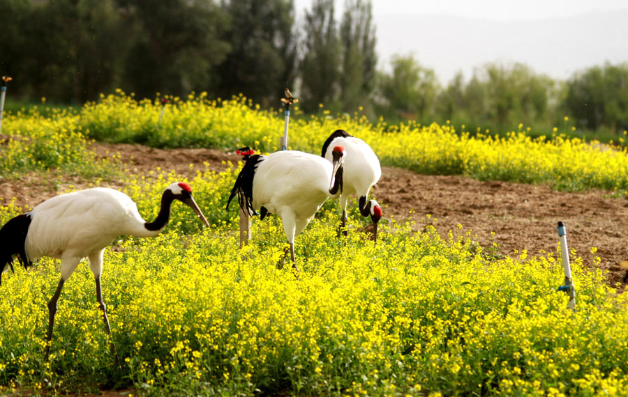 طيور الكركي أحمر التاج تعيش في حديقة تشانغيه الوطنية للأراضي الرطبة