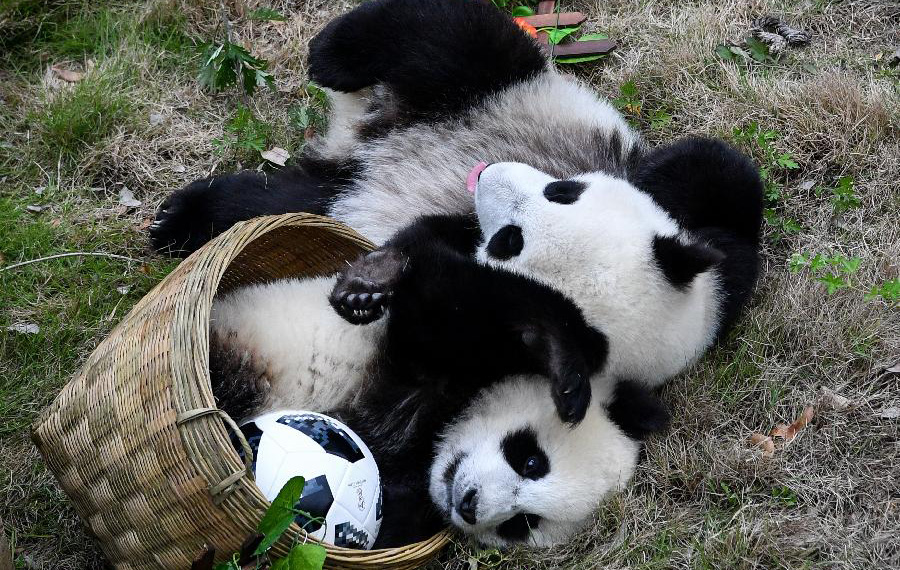 إقامة مباراة كرة القدم للباندا العملاقة في مقاطعة سيتشوان لاستقبال كأس العالم لعام 2018
