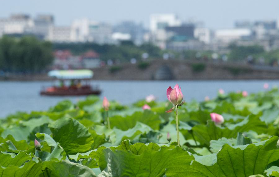 تفتح أزهار اللوتس في البحيرة الغربية بمدينة هانغتشو بمقاطعة تشجيانغ