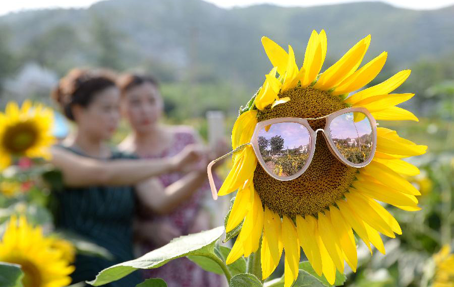 السياح يتمتعون بجمال عباد الشمس في مقاطعة خبي بشمال الصين