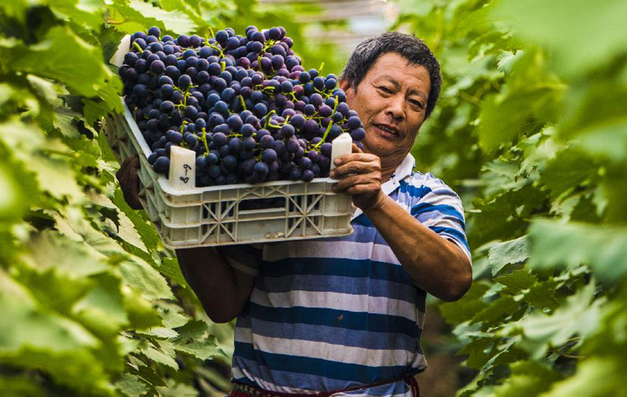 زراعة العنب تساعد زيادة الدخل في بلدية شاو فو بمقاطعة خبي