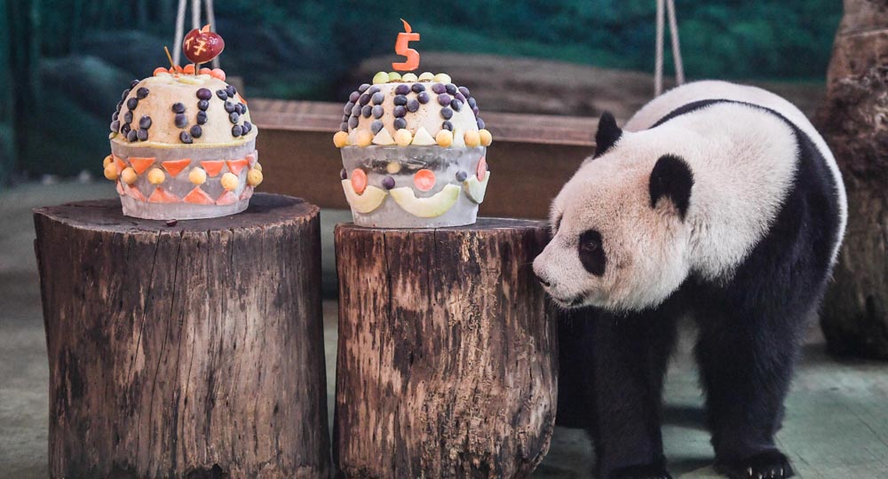 عيد ميلاد الباندا العملاقة في حديقة الحيوانات بتايبي