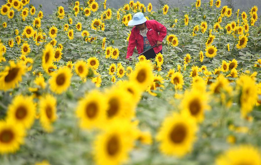 المزارعون الصينيون مشغولون بالأعمال الزراعية الصيفية
