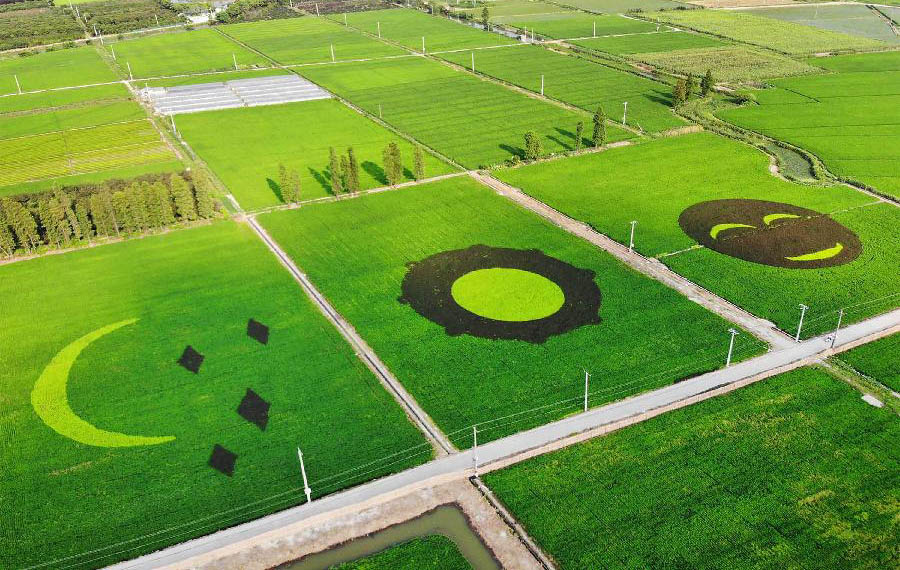 الرسوم الرائعة في حقول الأرز في مقاطعة تشيجيانغ شرفي الصين