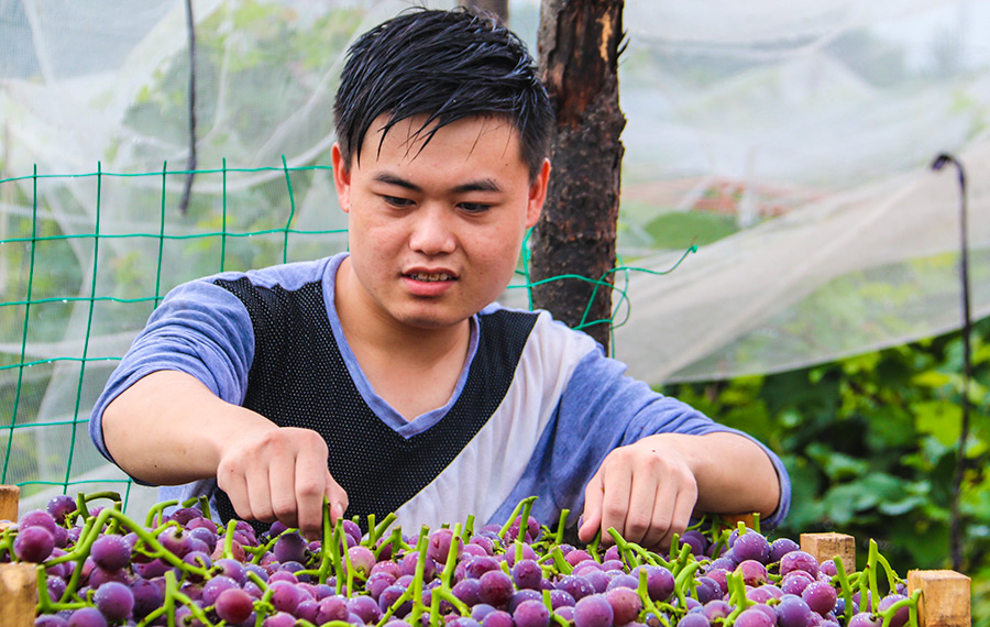 موسم حصاد العنب في محافظة يونغتشينغ بمقاطعة خبي