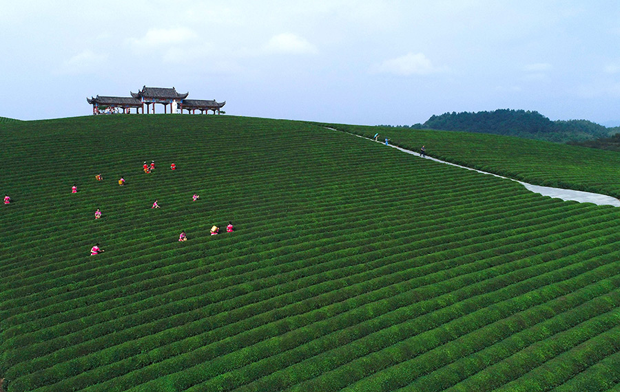مزرعة للشاي في قويتشو الصينية
