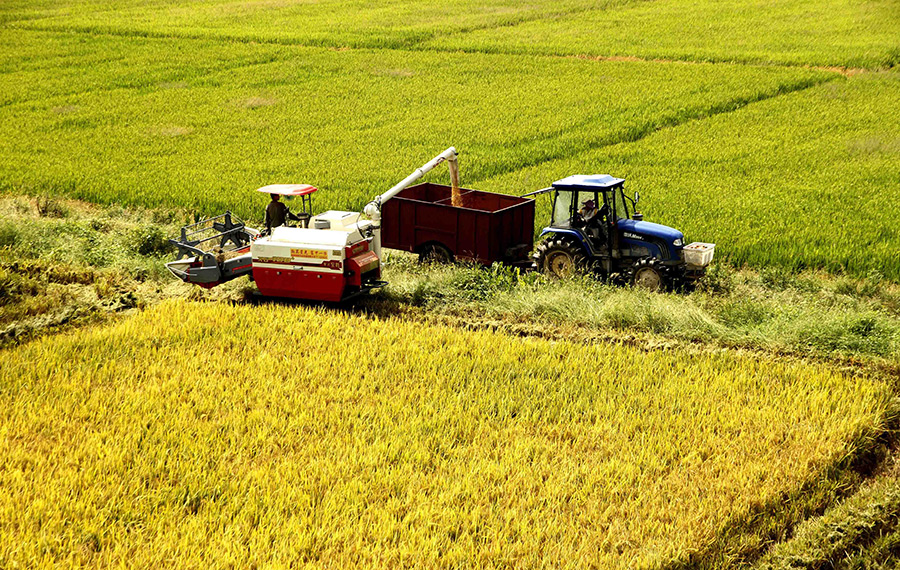 موسم حصاد الأرز في مدينة ييتشون بمقاطعة جيانغشى