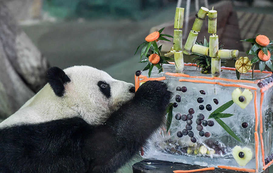 حديقة الحيوانات في مدينة تايبي تحتفل بعيد ميلاد الباندا