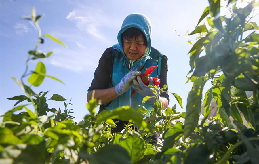 حصاد الفلفل الحار في منطقة شينجيانغ الويغورية الذاتية الحكم