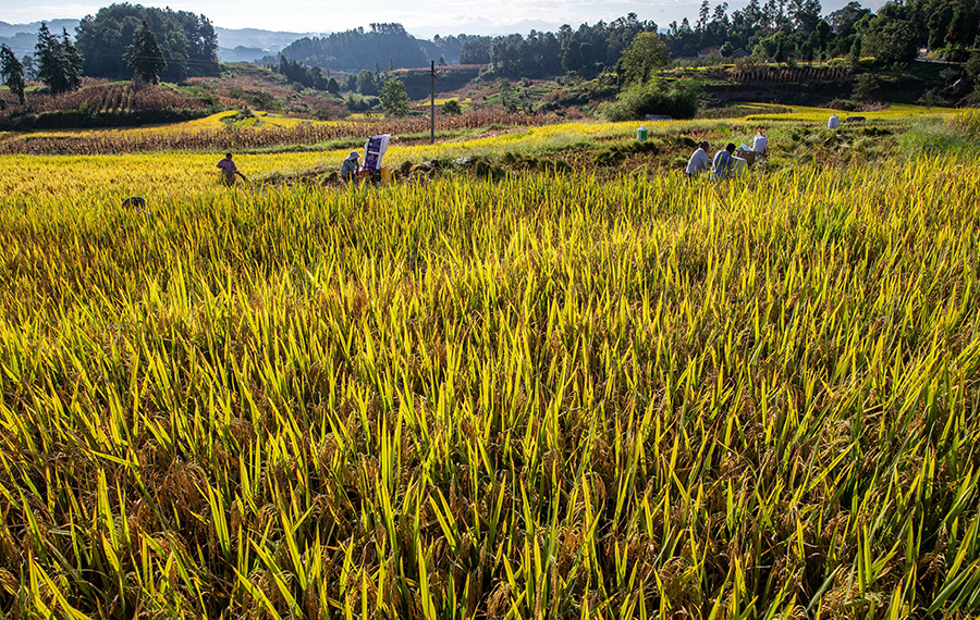 مشهد حصاد الأرز في جنوبي الصين