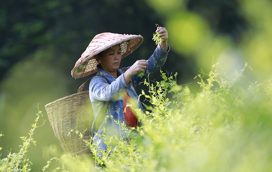 موسم حصاد الشاي في مدينة تشانغجياجيه بمقاطعة هونان