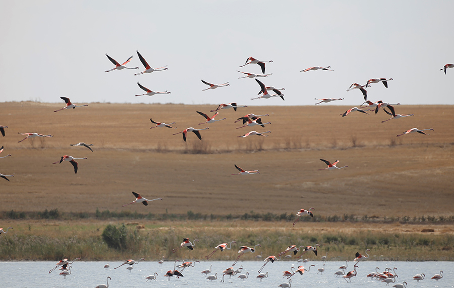 طيور الفلامنجو في تركيا