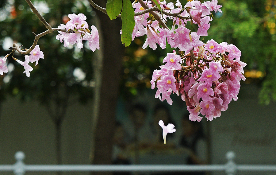 زهور شجرة البوق تتفتح في سنغافورة