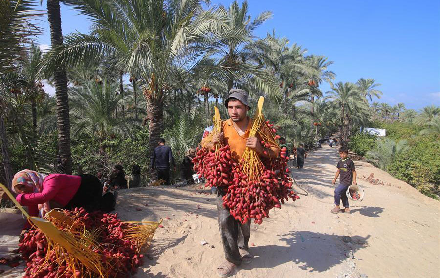 حصاد التمر في غزة