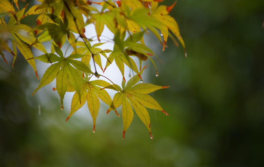 أوراق القيقب في أمطار الخريف