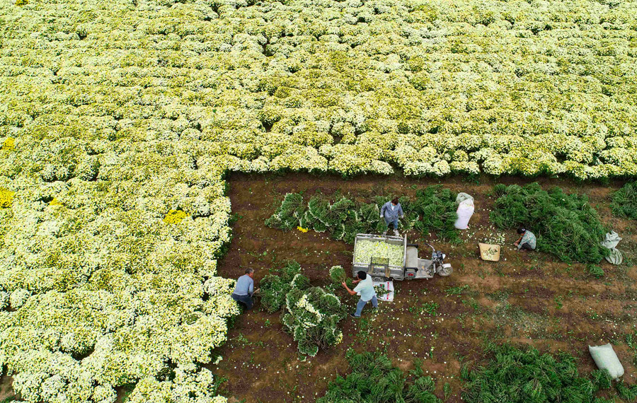 حصاد وفير لزهور الأقحوان في مقاطعتي جيانغسو وآنهوى