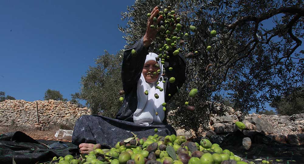 موسم حصاد الزيتون في نابلس بالضفة الغربية