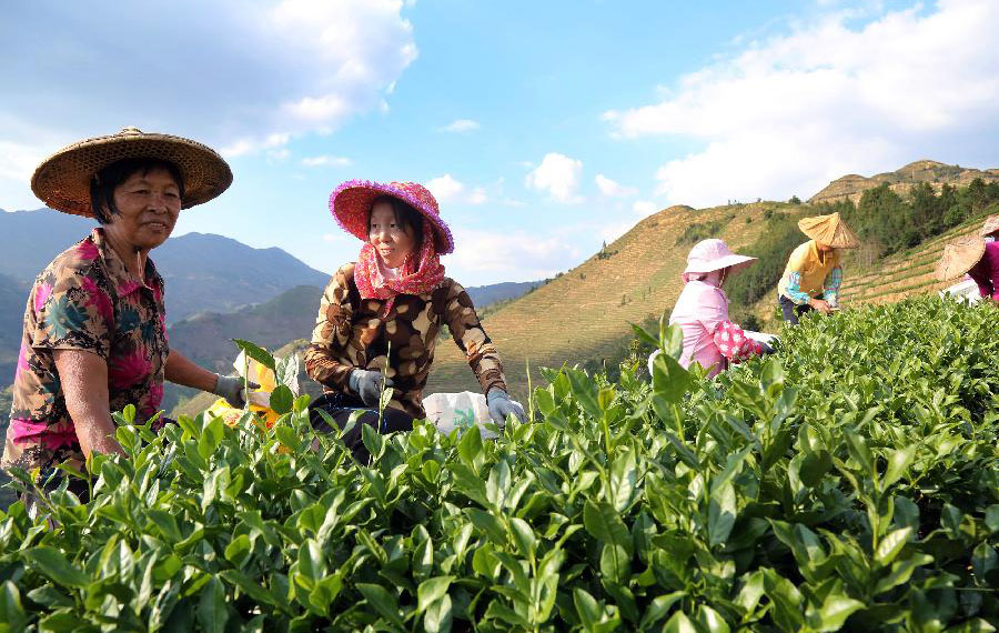 حصاد أوراق الشاي في مقاطعة فوجيان بجنوب شرقي الصين