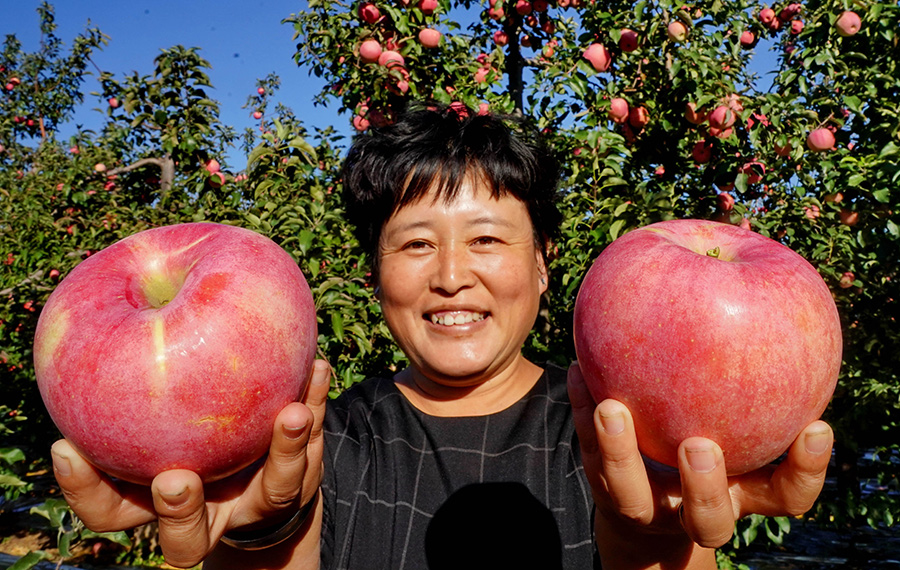 حصاد التفاح في مدينة شيجياتشوانغ بمقاطعة خبي