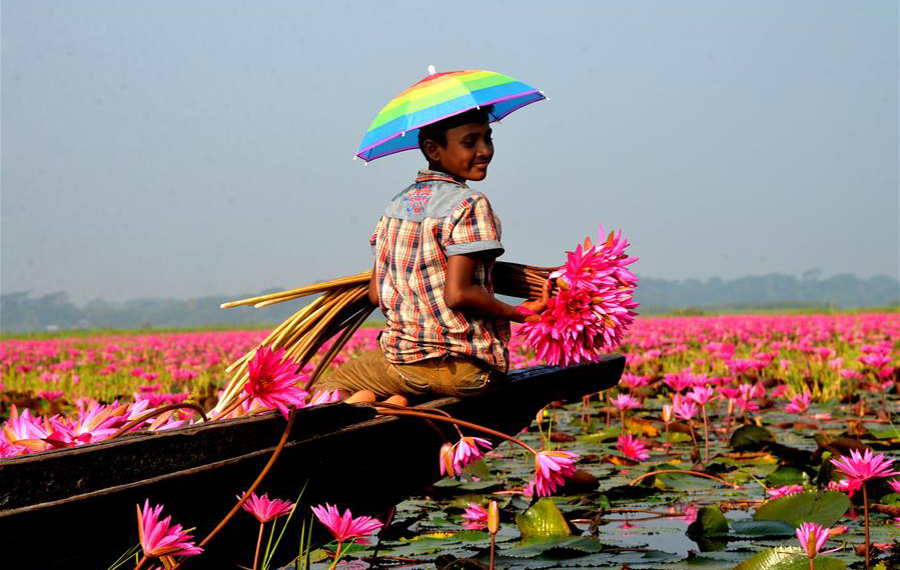 أزهار زنبق الماء الجميلة تتفتح في بنغلاديش